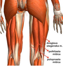 Zadnje stegenske mišice