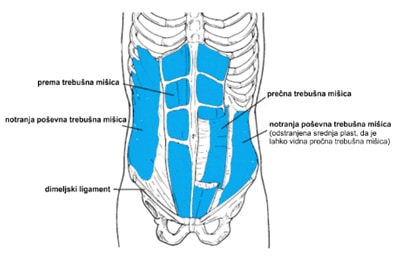 Anatomija trebušnih mišic