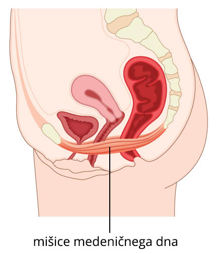 mišice medeničnega dna