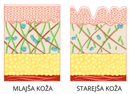 Mlajša koža - starejša koža (primerjava)