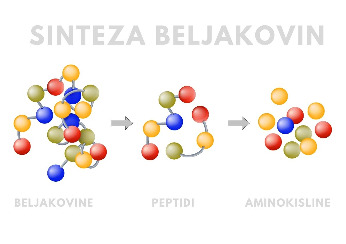 Razgradnja oz. sinteza beljakovin