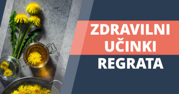 Regrat zdravilni ucinki